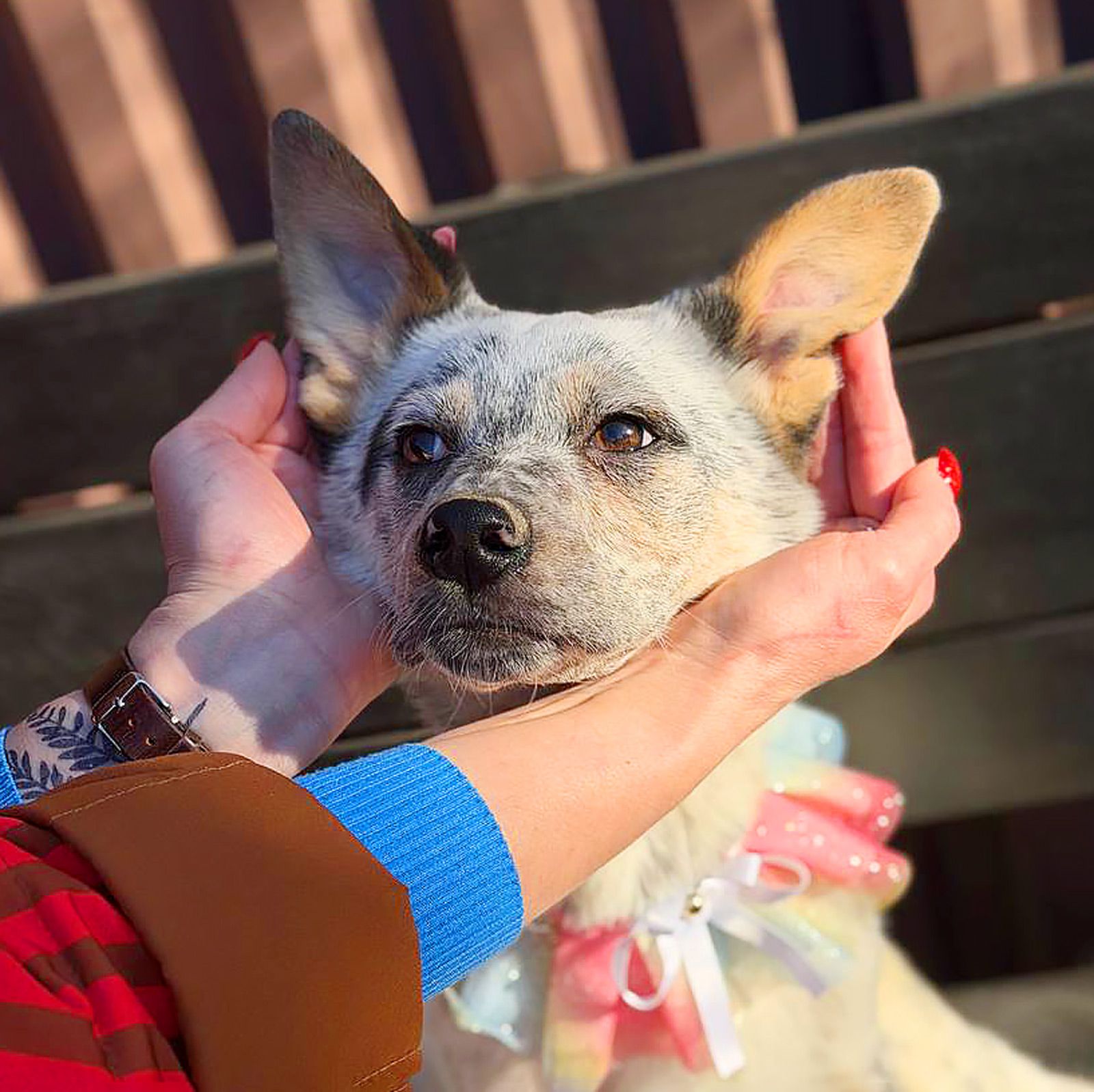 цуценя Скай