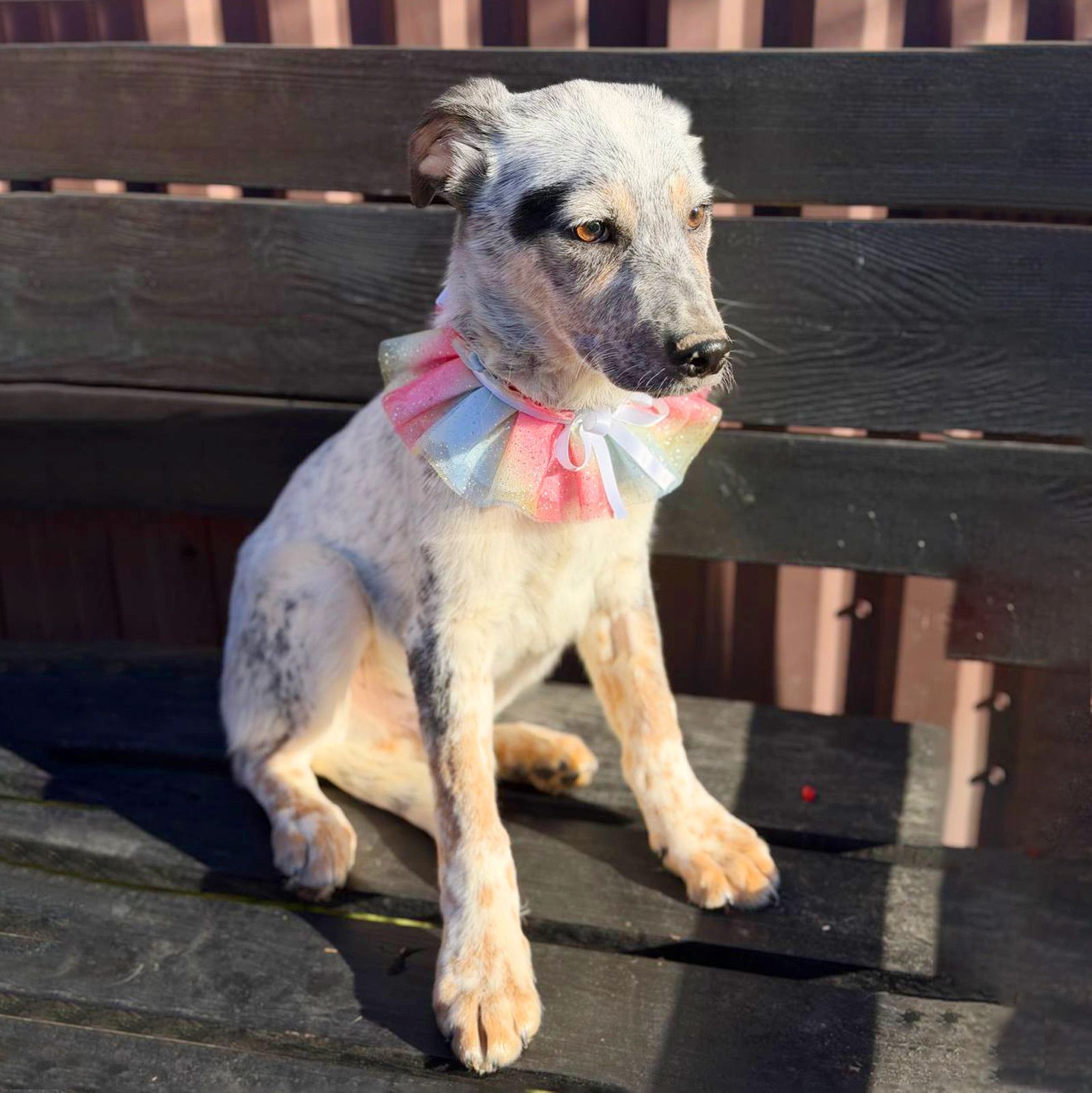 цуценя Скай