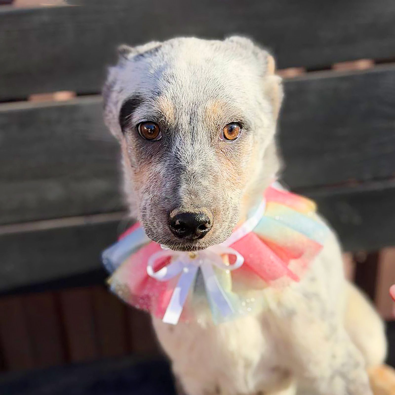 цуценя Скай