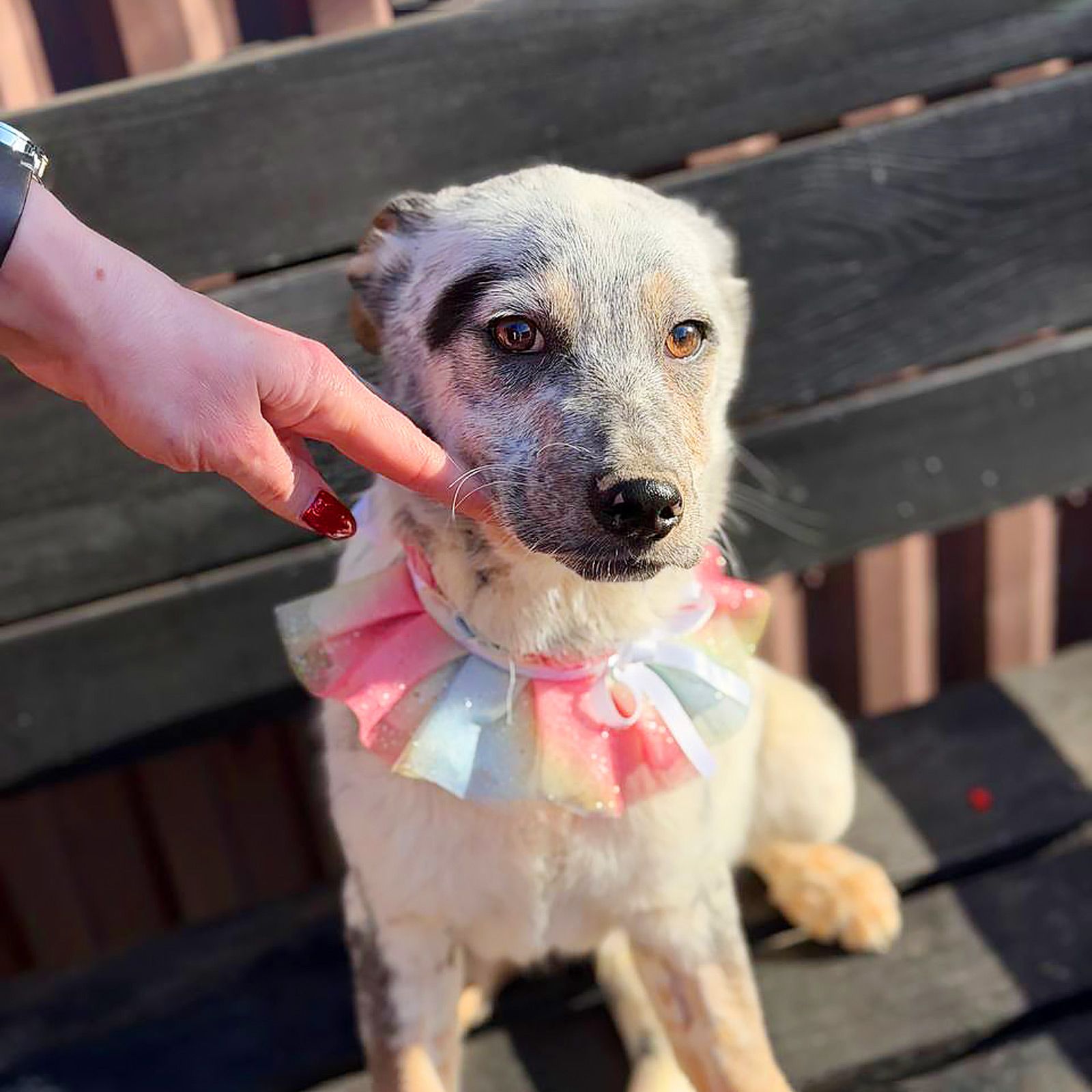 цуценя Скай