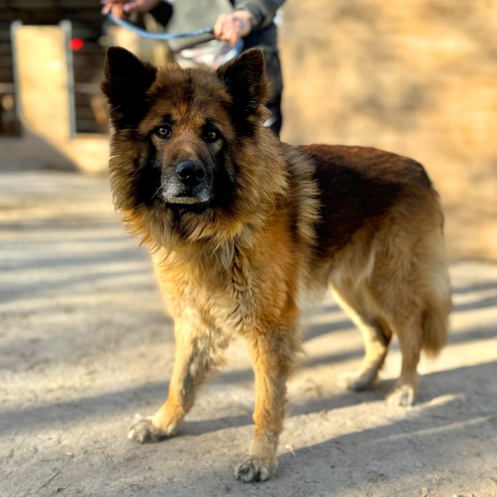 Довгошерстий вівчарка Джордан, 4р