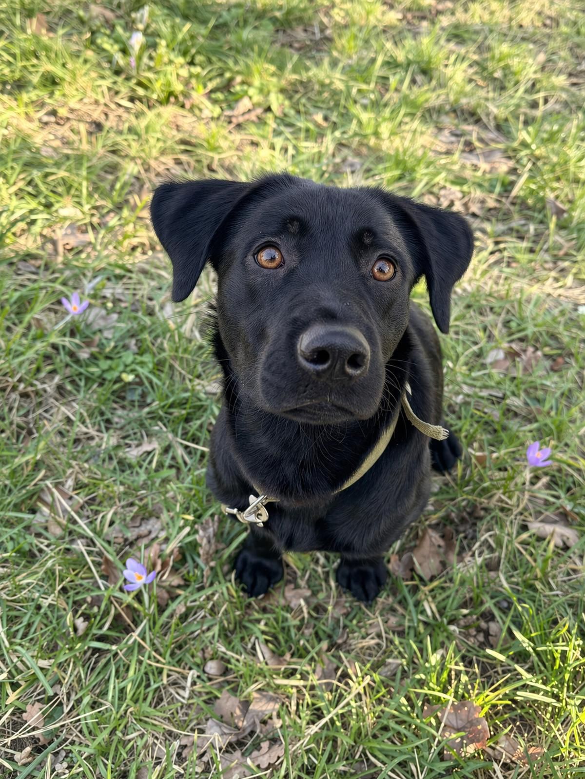 цуценя Грім, метис лабрадора