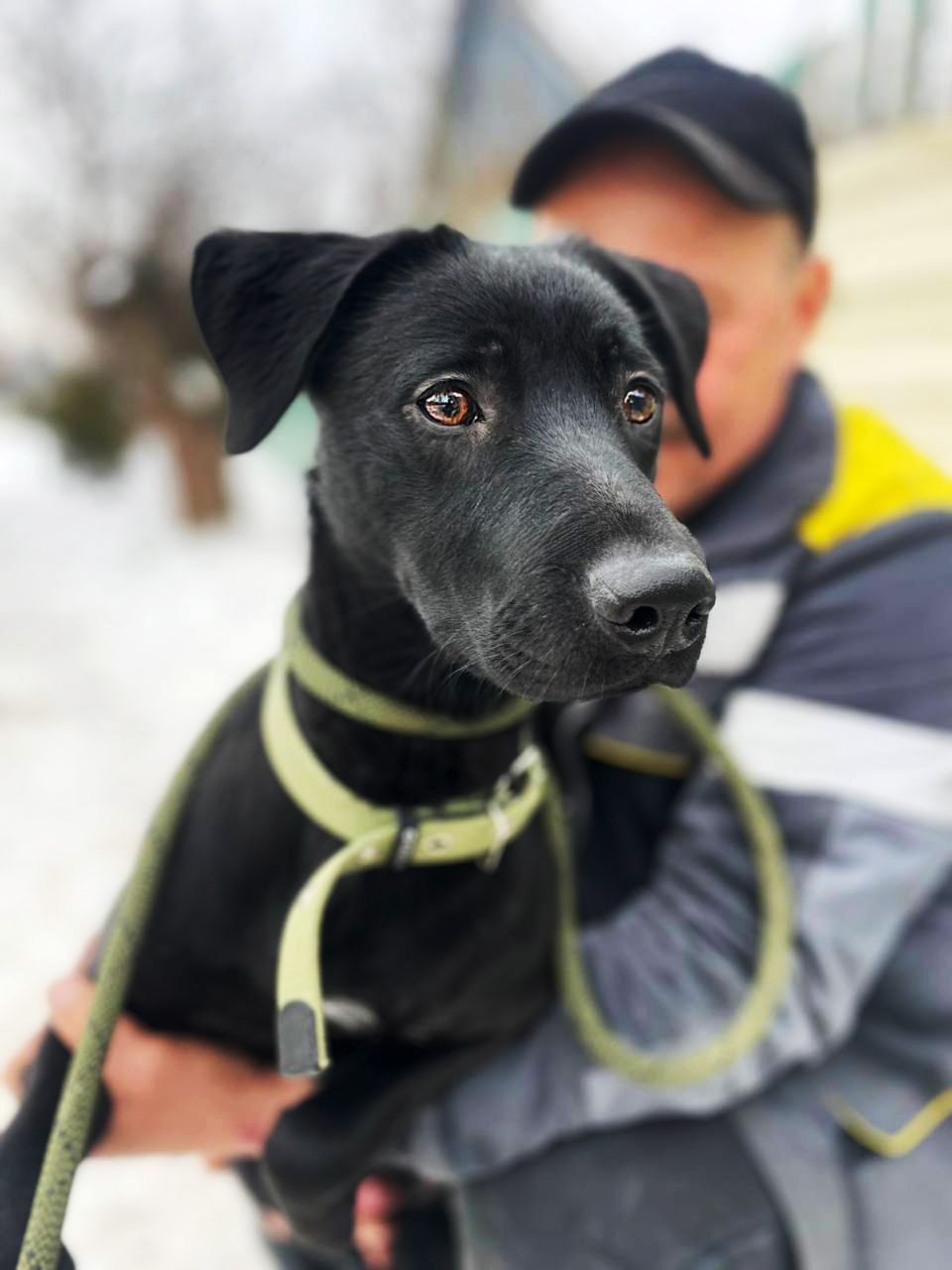 цуценя Грім, метис лабрадора