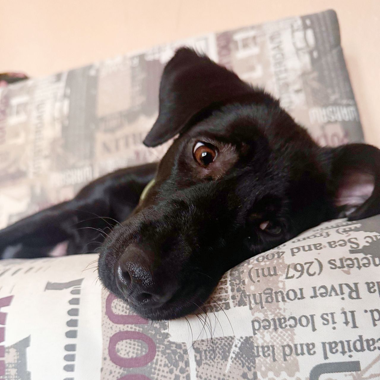 цуценя Грім, метис лабрадора