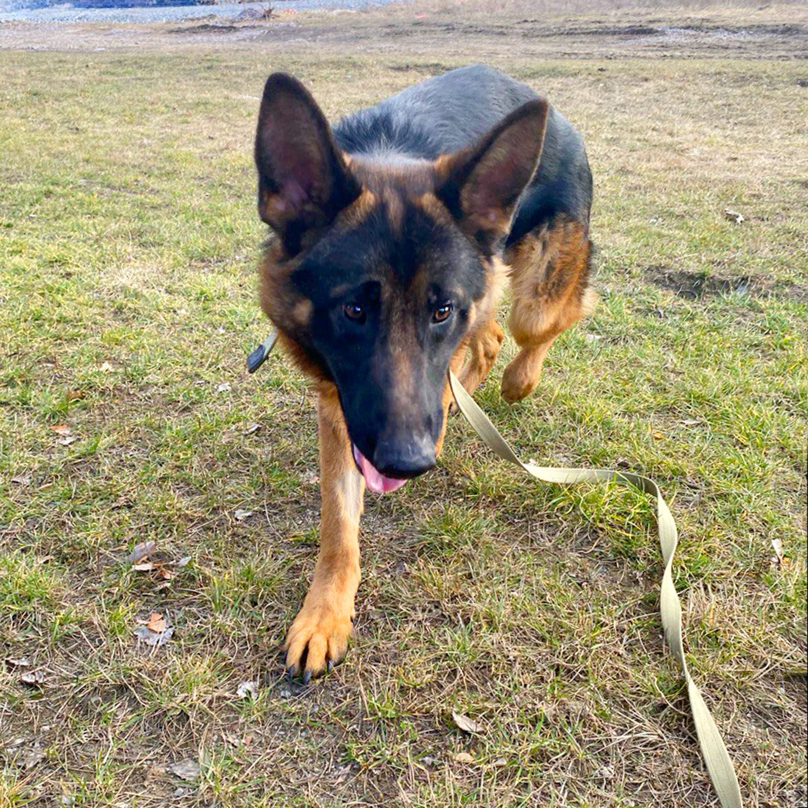 цуценя Байрон