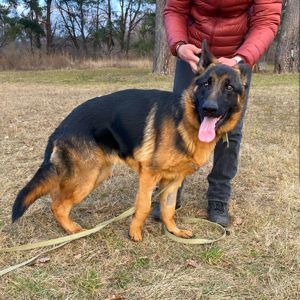 цуценя Байрон