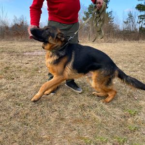 цуценя Байрон