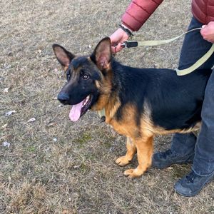 цуценя Байрон