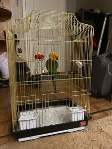 Продам сонячну аратінгу хлопчика!