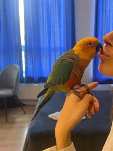 Продам сонячну аратінгу хлопчика!