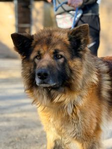 Довгошерстий вівчарка Джордан, 4р