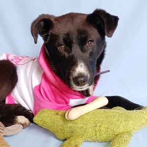 маленька Шанті