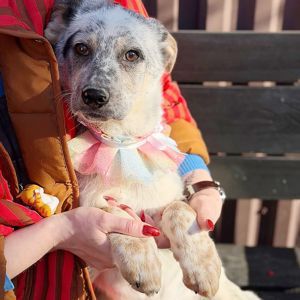 цуценя Скай