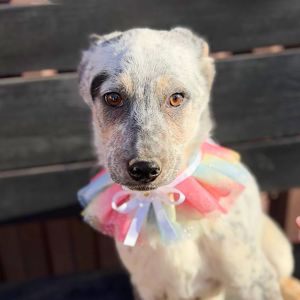 цуценя Скай