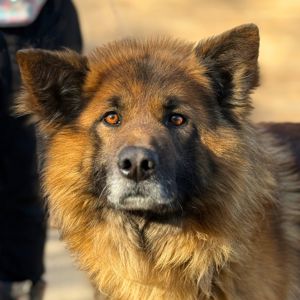 Довгошерстий вівчарка Джордан, 4р