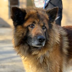 Довгошерстий вівчарка Джордан, 4р