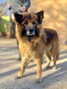 Довгошерстий вівчарка Джордан, 4р