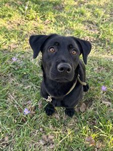 цуценя Грім, метис лабрадора