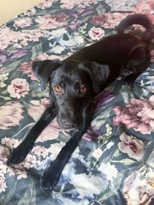 цуценя Грім, метис лабрадора