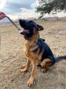 цуценя Байрон