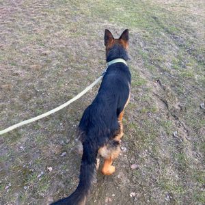 цуценя Байрон