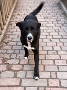 маленька Шанті