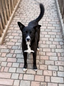 маленька Шанті