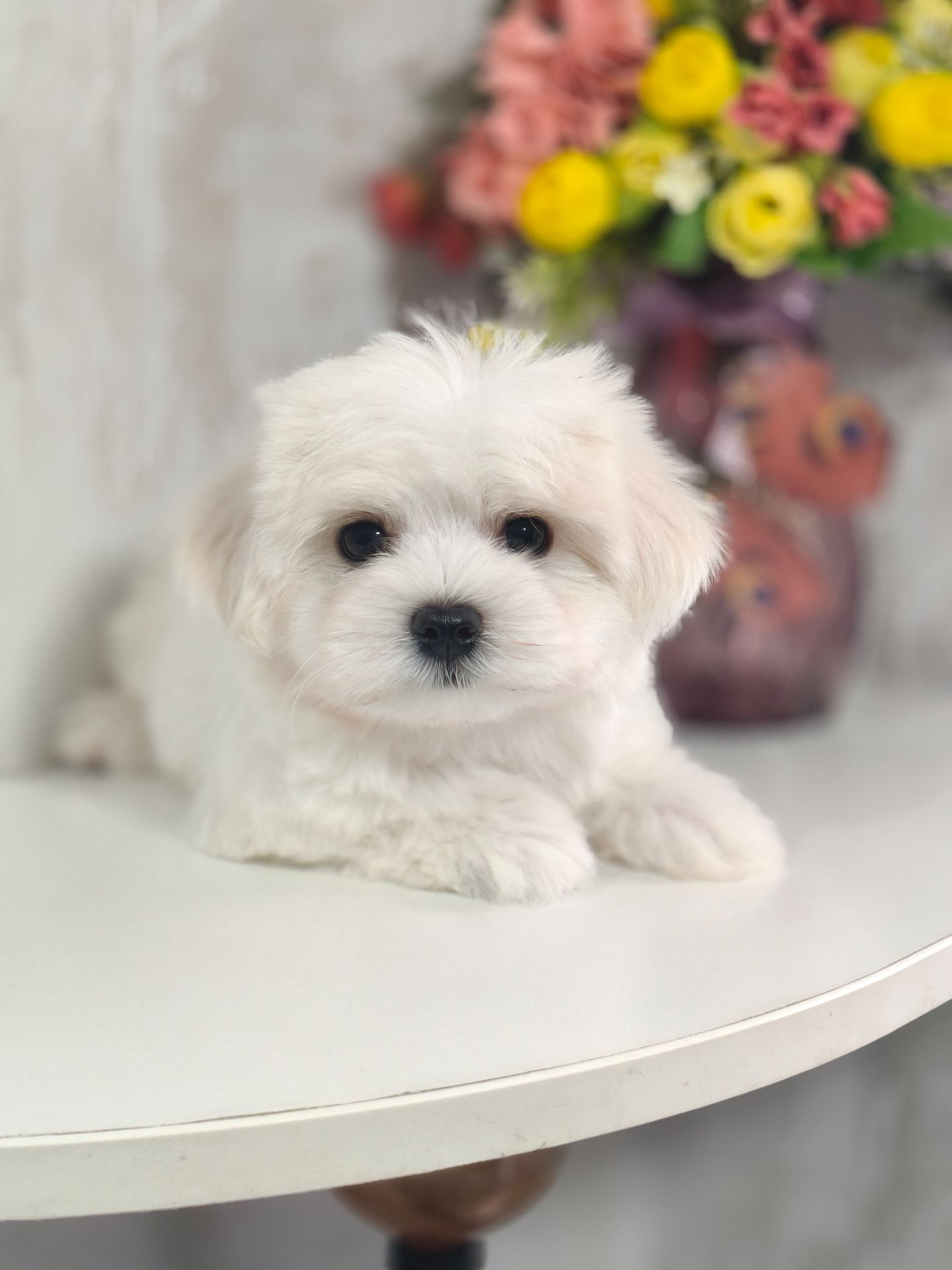 Замечательная девочка мальтезе