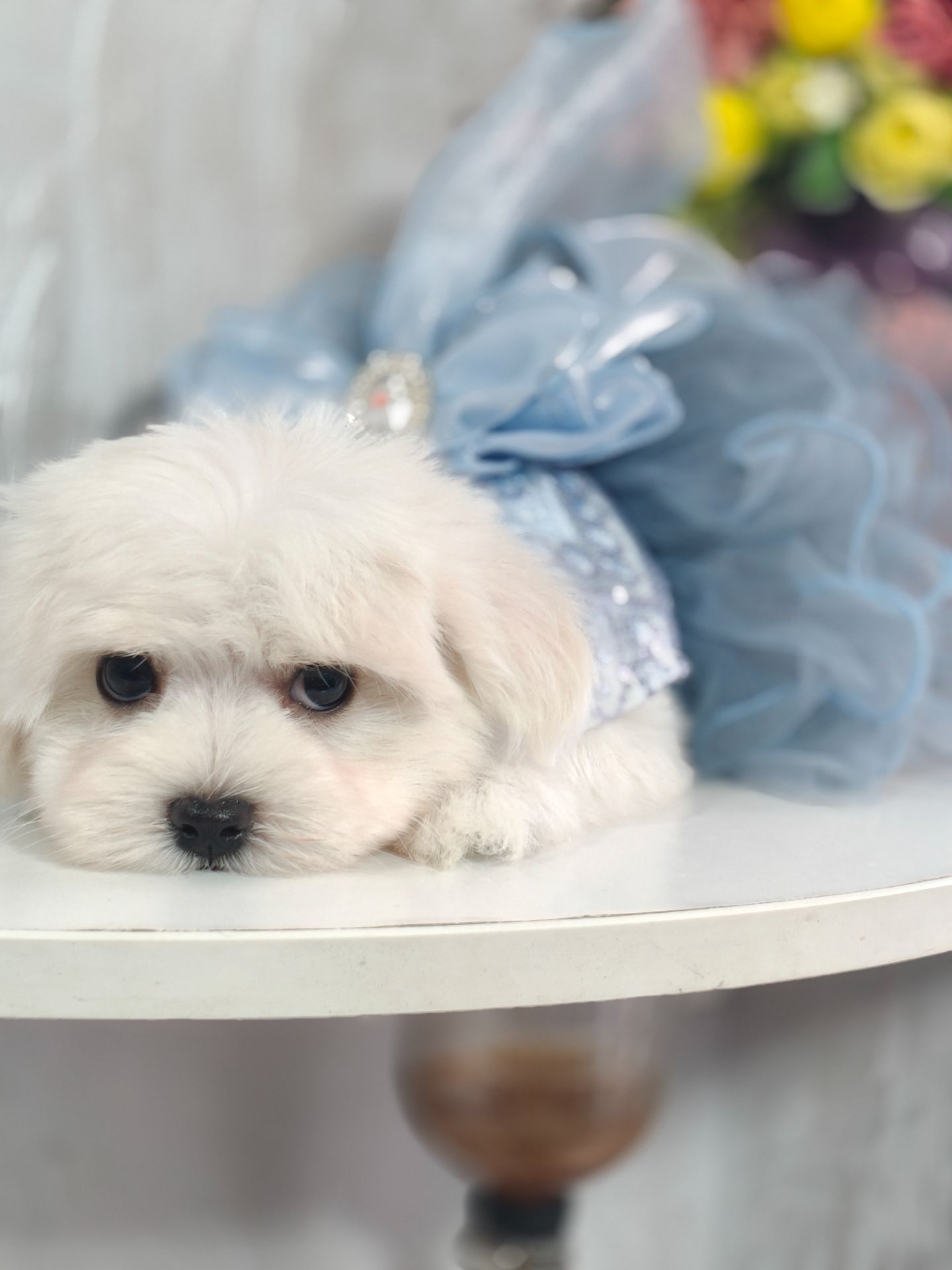 Замечательная девочка мальтезе