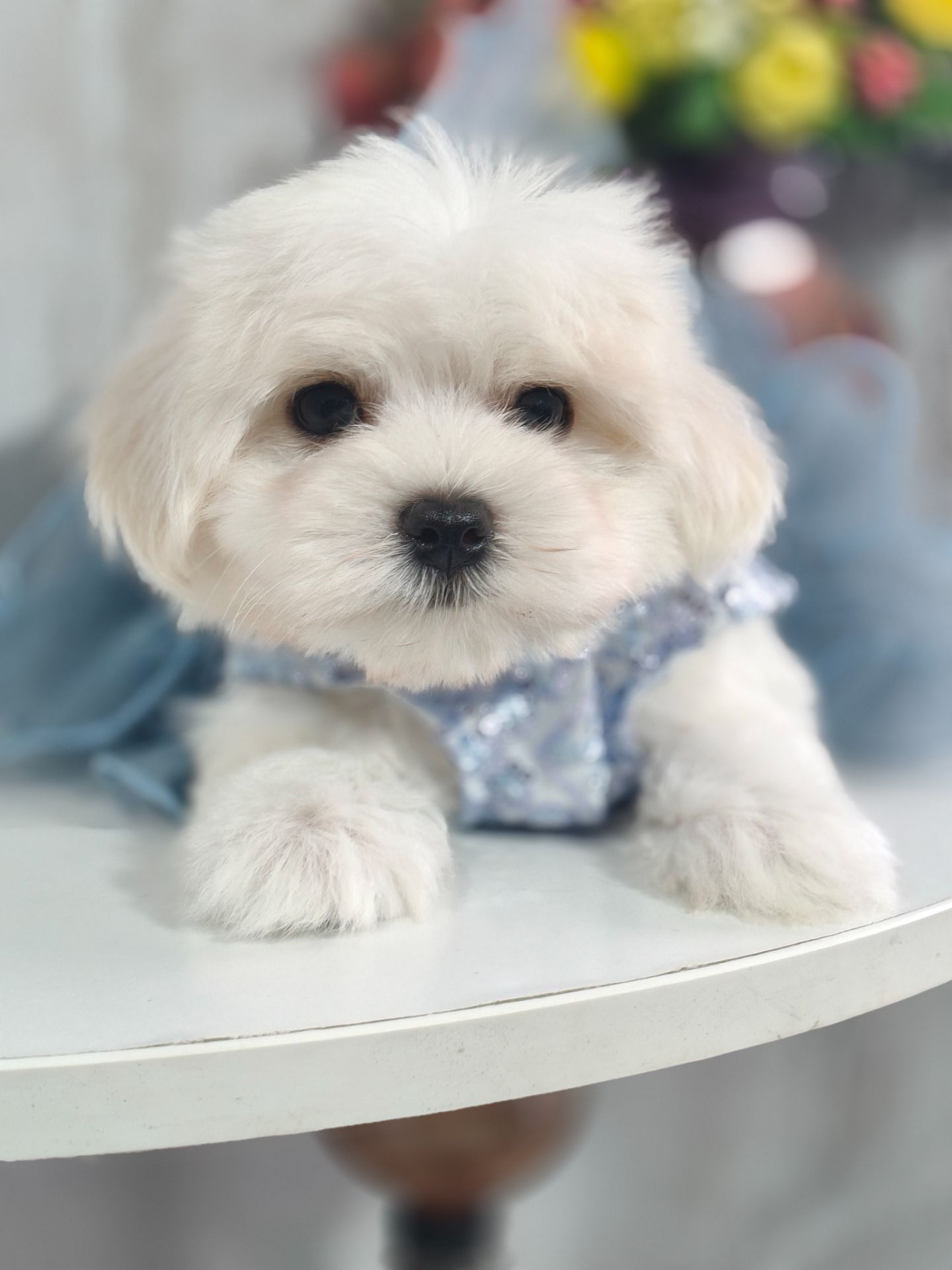 Замечательная девочка мальтезе