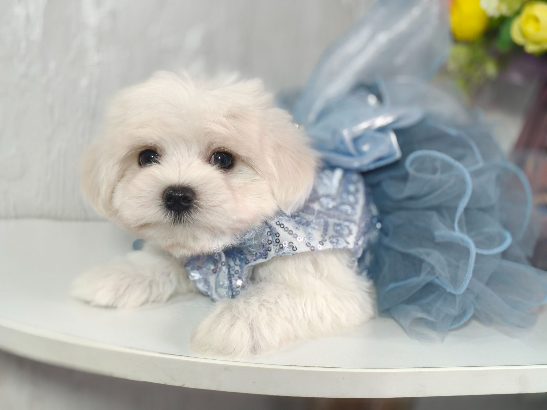 Замечательная девочка мальтезе