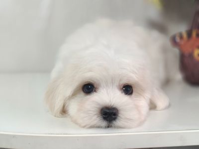 Замечательная девочка мальтезе