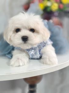 Замечательная девочка мальтезе