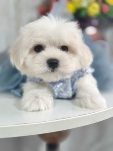 Замечательная девочка мальтезе