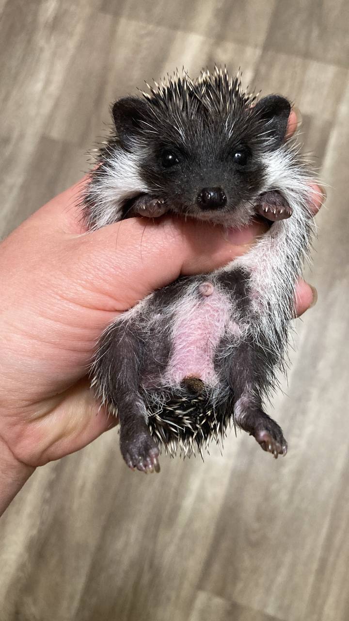 Африканський карликовий їжачок. Хлопець