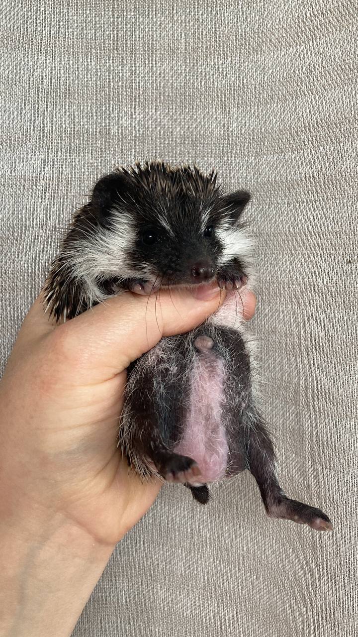 Африканський карликовий їжачок. Хлопець