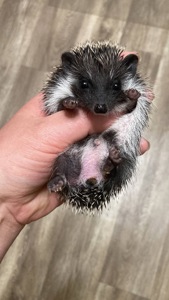 Африканський карликовий їжачок. Хлопець