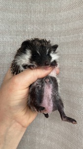 Африканський карликовий їжачок. Хлопець