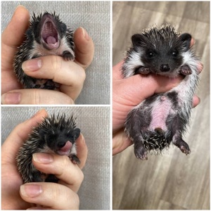 Африканський карликовий їжачок. Хлопець