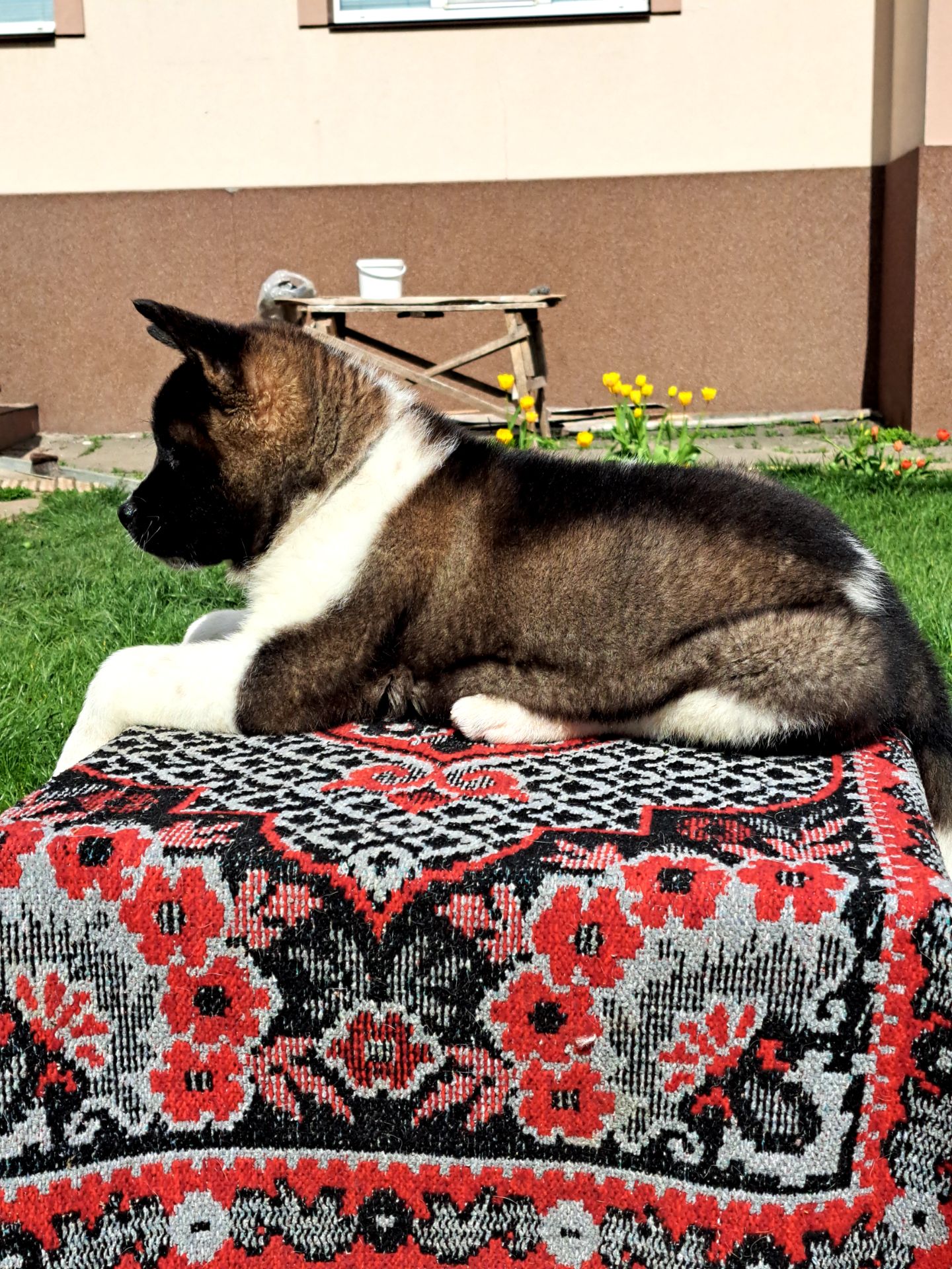 Американська Акіта ( хлопчик)