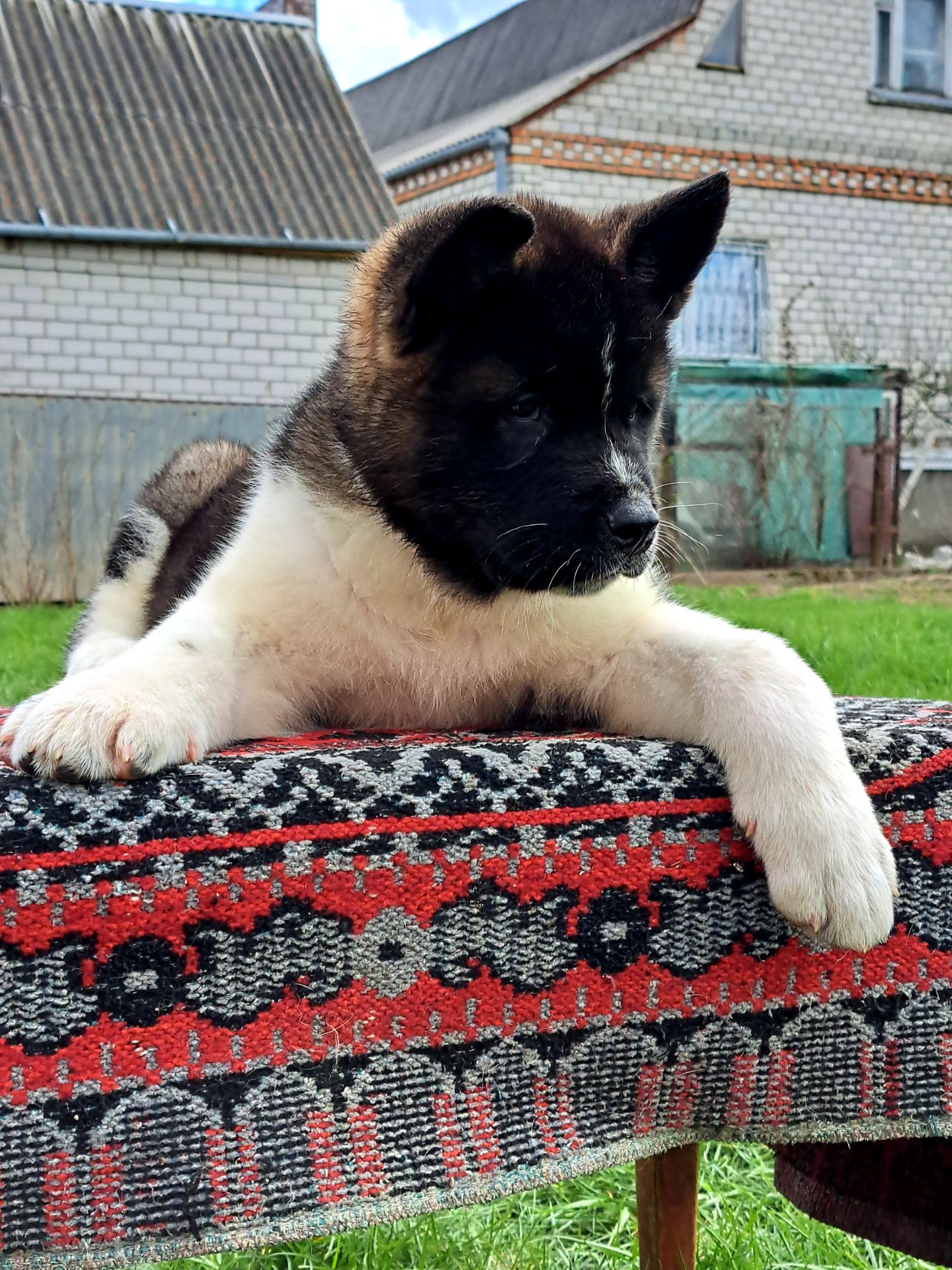 Американська Акіта ( хлопчик)