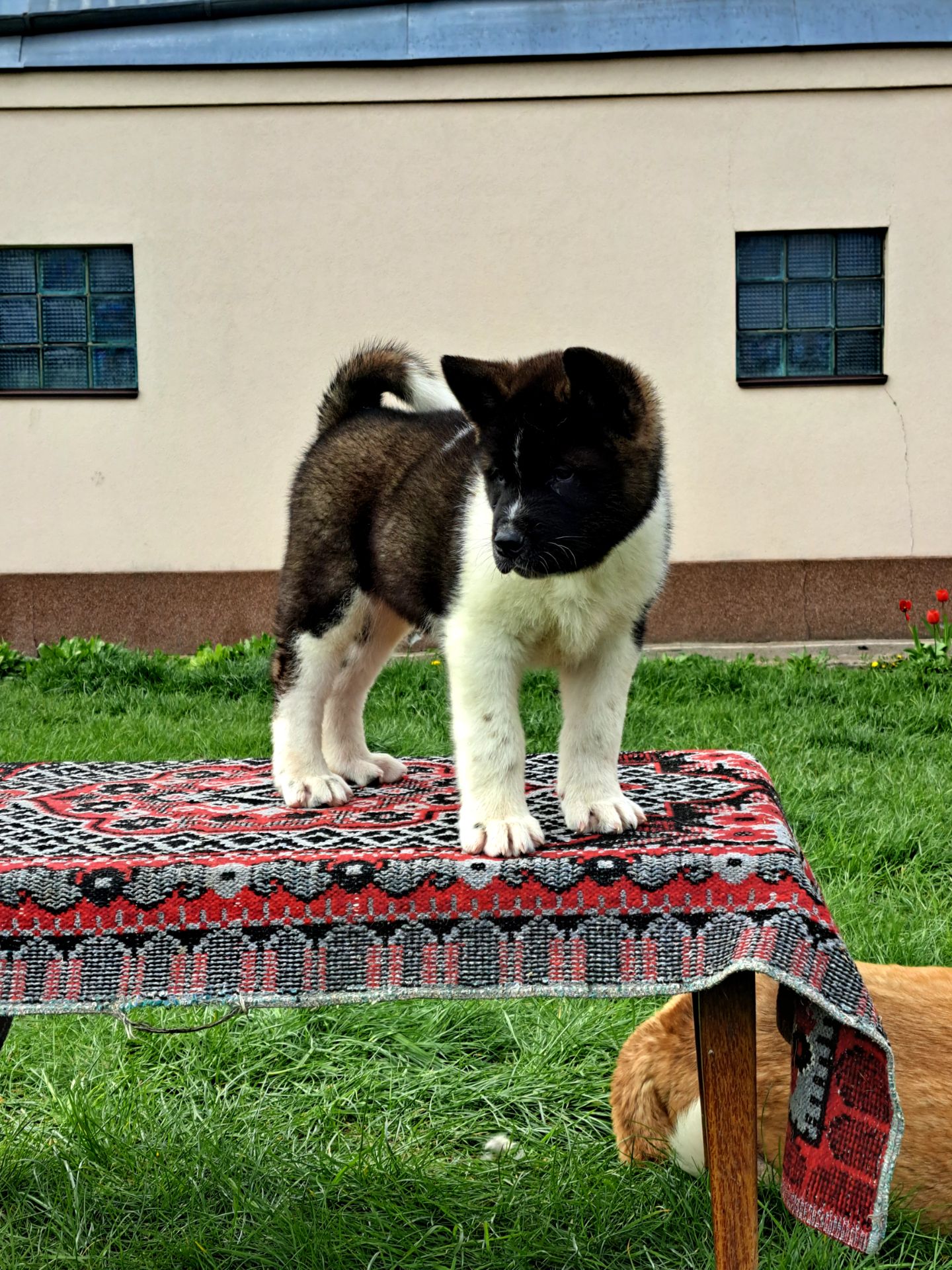 Американська Акіта ( хлопчик)