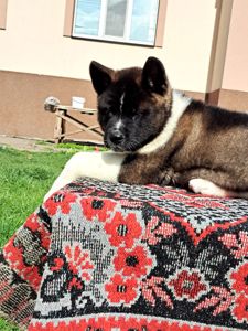 Американська Акіта ( хлопчик)