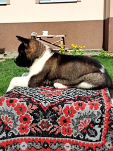 Американська Акіта ( хлопчик)