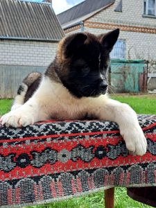 Американська Акіта ( хлопчик)