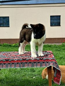 Американська Акіта ( хлопчик)