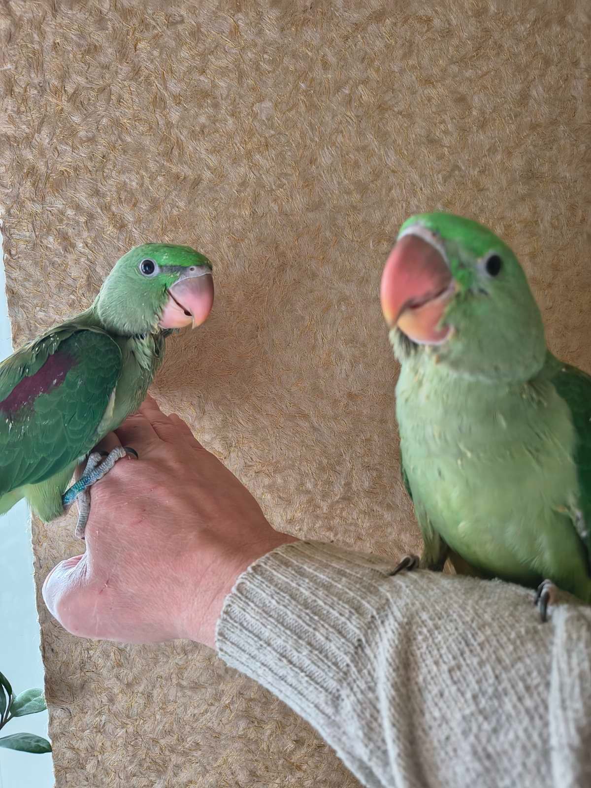 Продам александрийских попугаев 🦜