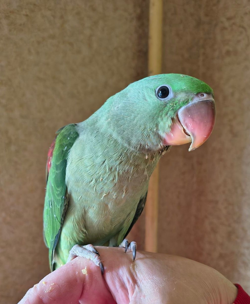 Продам александрийских попугаев 🦜