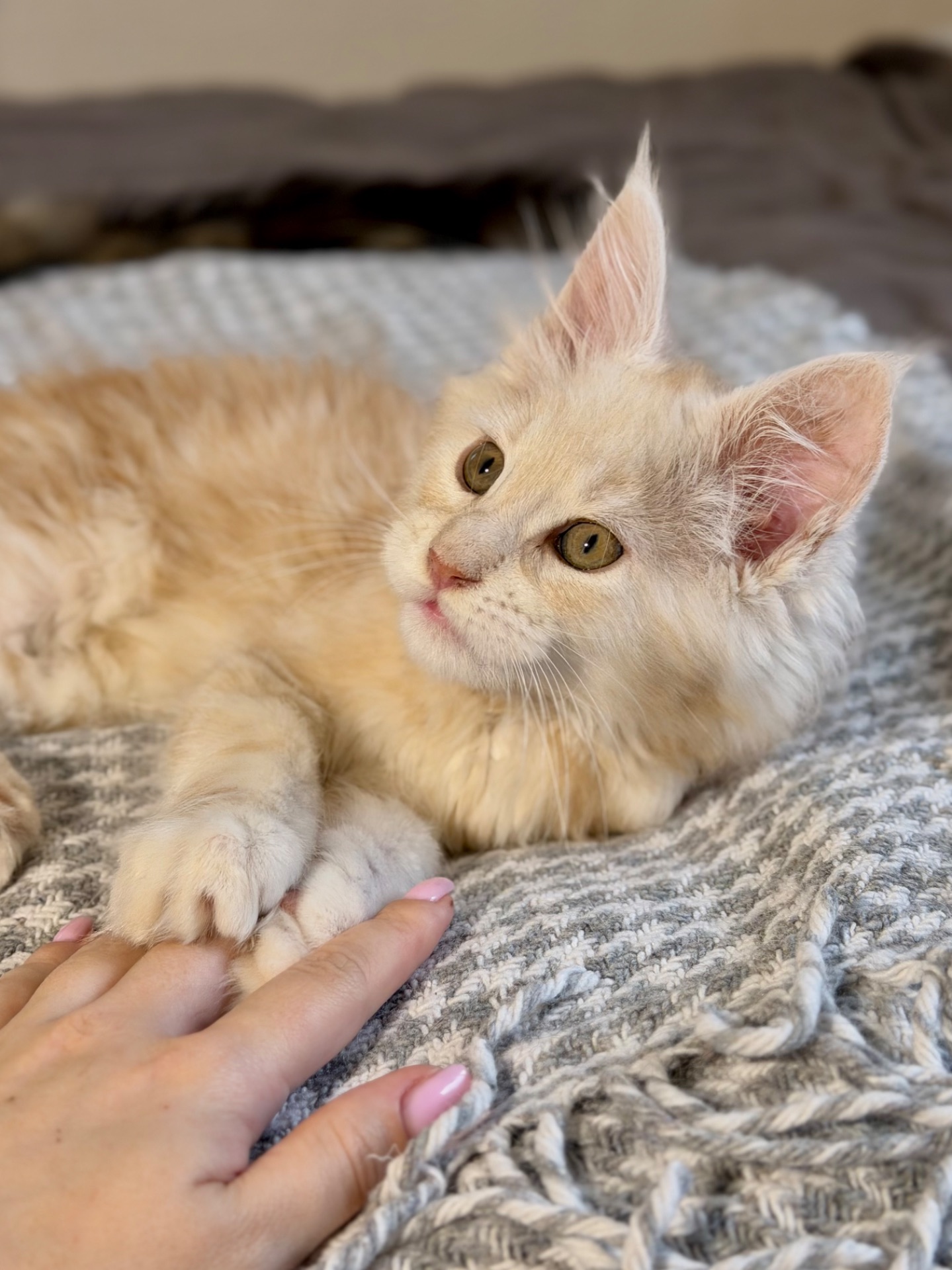 Продаж хлопчик мейн-кун