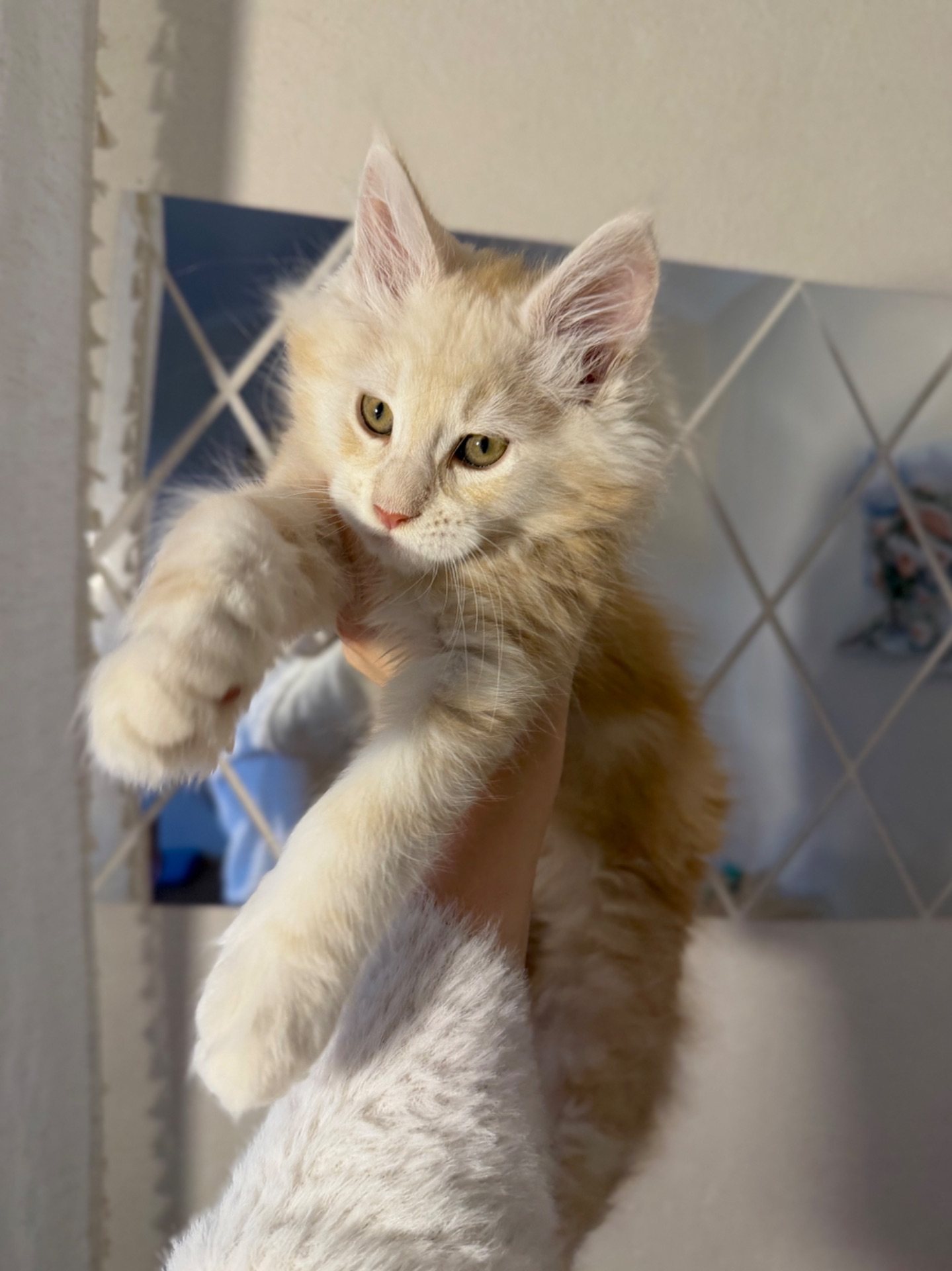 Продаж хлопчик мейн-кун